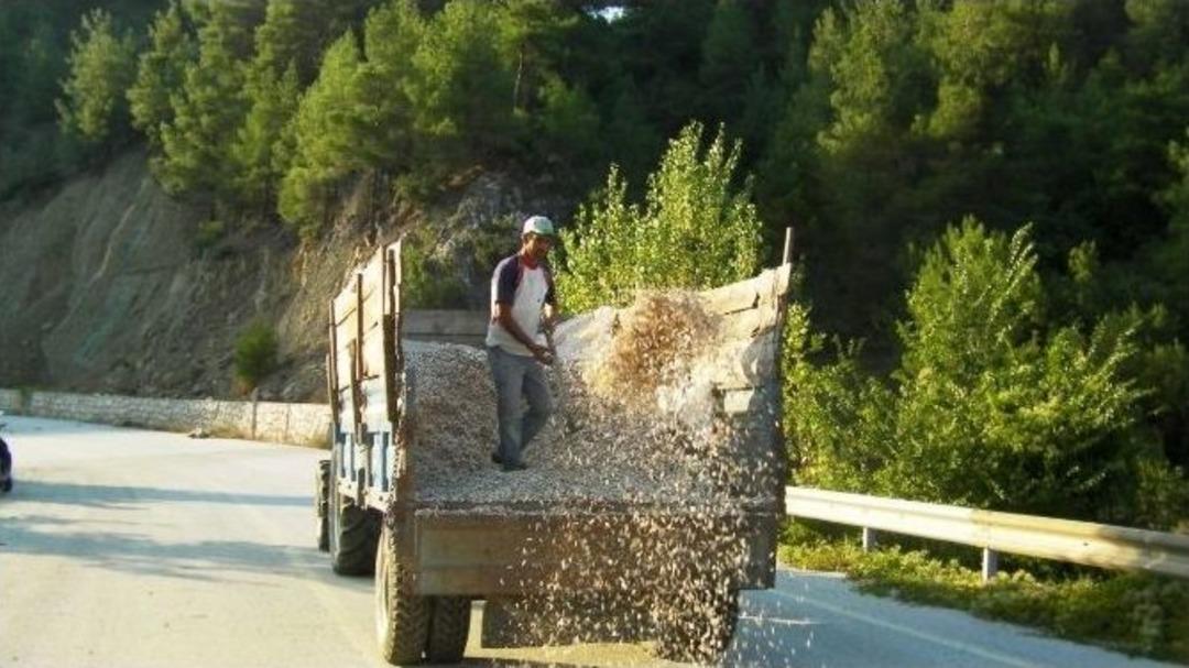 Taraklı&rsquo;da Ay&ccedil;i&ccedil;eği Asfaltta Kurutuluyor