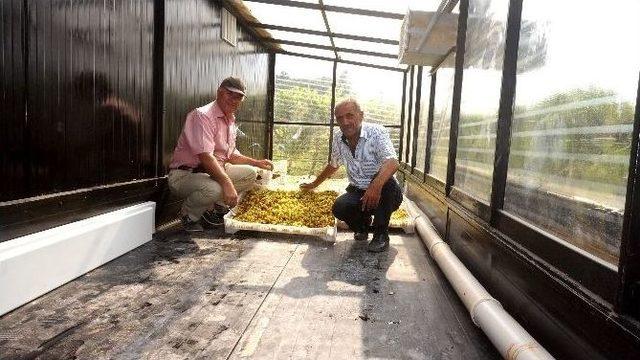 Güneş Enerjisiyle Üzüm Kurutmasından Olumlu Sonuç Alındı