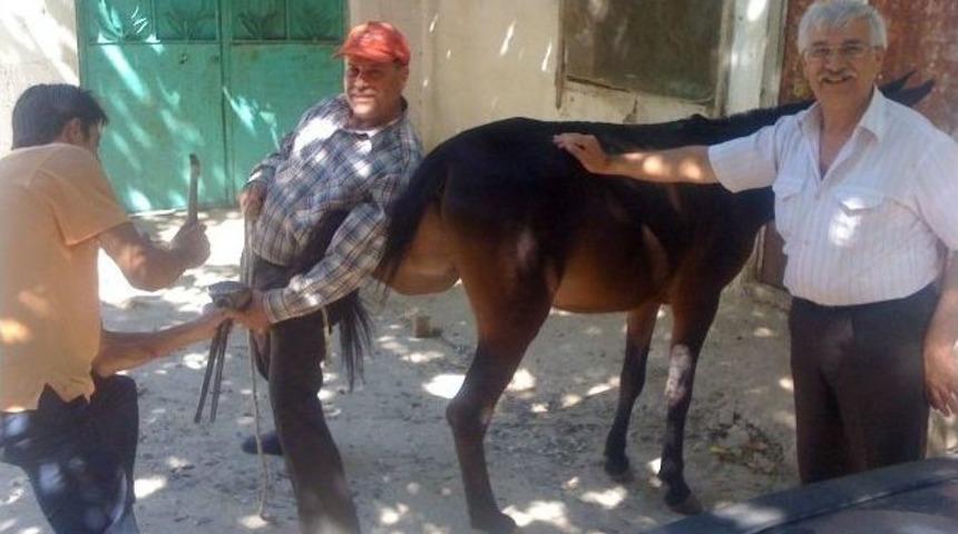 Hasat Sezonu Başladı, At Ve Eşekler Bakıma Alındı