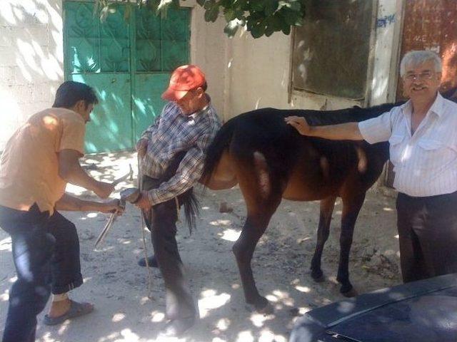 Hasat Sezonu Başladı, At Ve Eşekler Bakıma Alındı