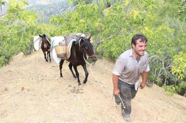 Hasat Sezonu Başladı, At Ve Eşekler Bakıma Alındı