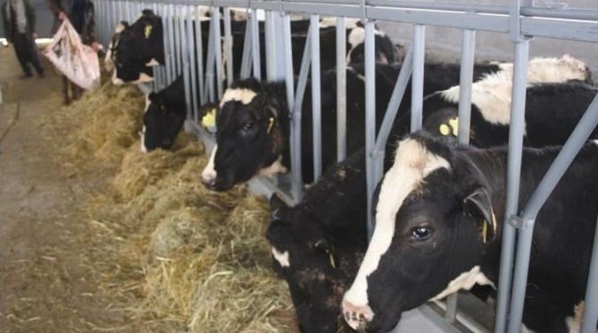 Erdemli&rsquo;de S&uuml;t &Uuml;retimi D&uuml;şt&uuml;