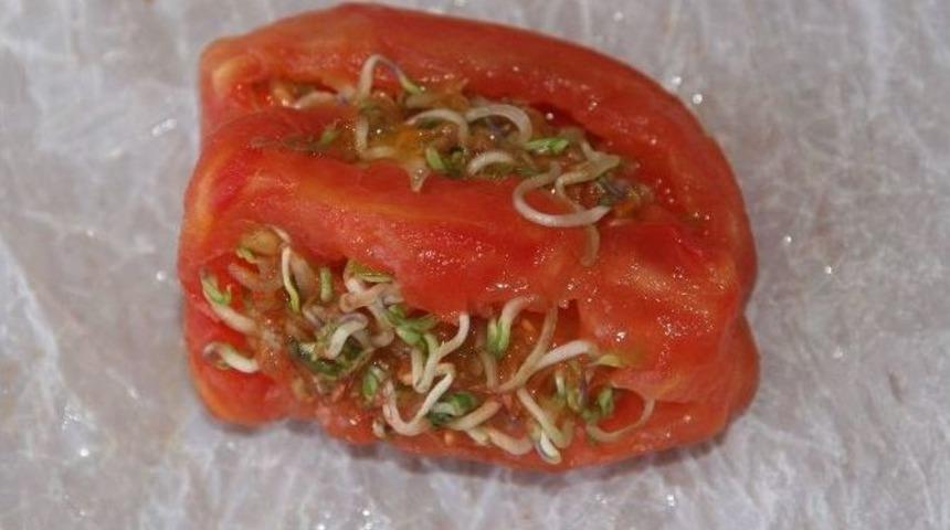 Yozgat&rsquo;ta Domates Kendi İ&ccedil;inde &Ccedil;imlenip Fide Verdi