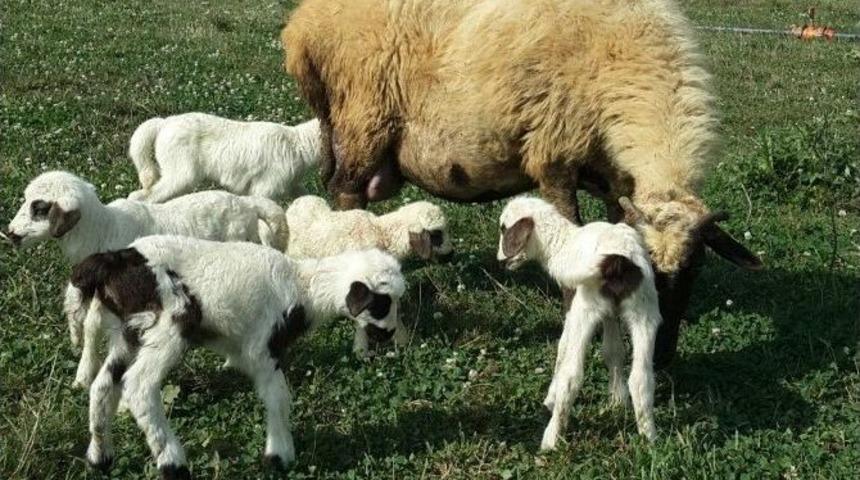 Koyun Beşiz Doğurdu