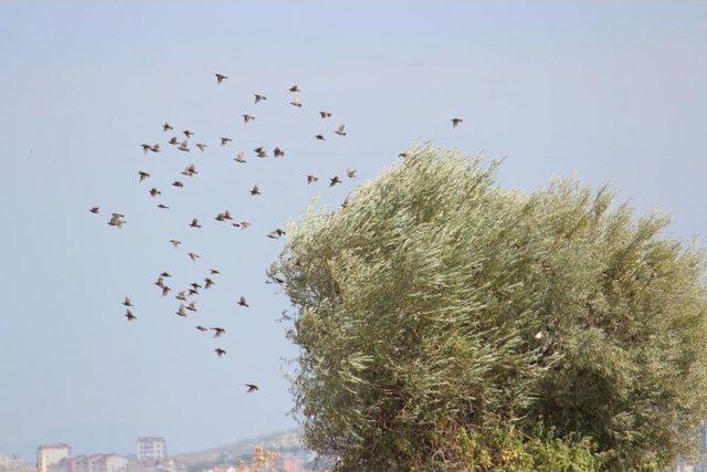 Kuş Fotoğrafçıları Ve Gözlemlecilerinin Adresi Beyşehir Gölü