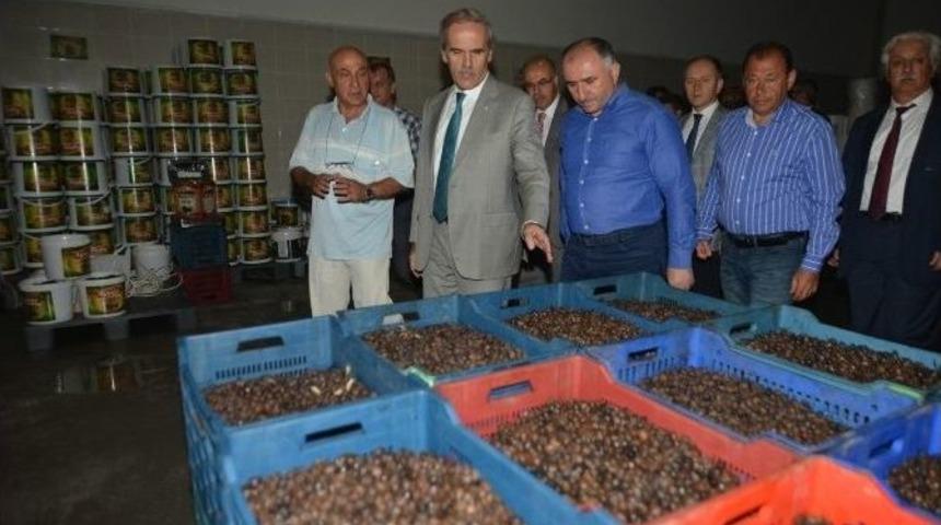 Altepe Marzim Tesislerine Hayran Kaldı