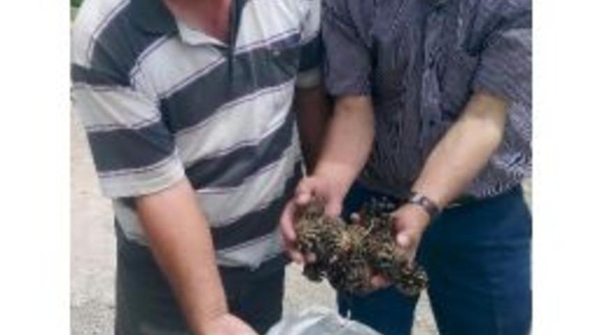 &Ccedil;am Kozalaklarından 2 Bin Tl Gelir Elde Ediyorlar