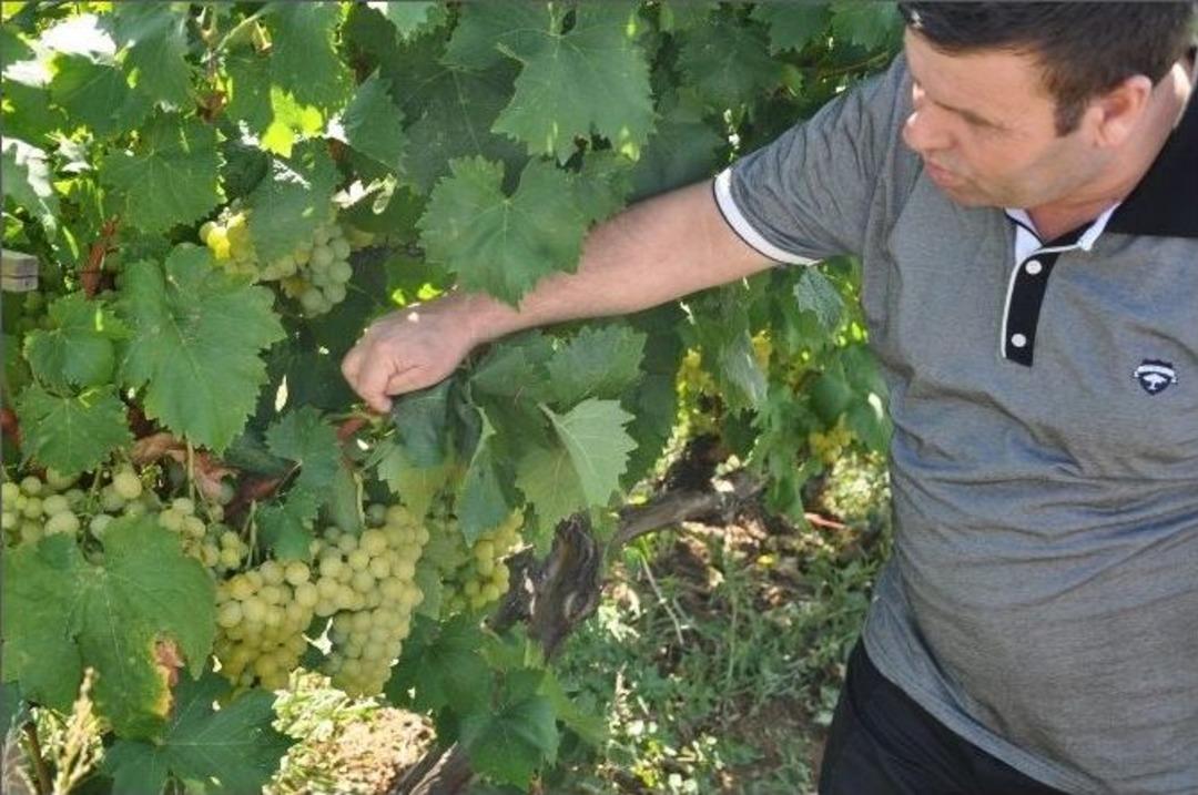 İneg&ouml;l&rsquo;de &Uuml;z&uuml;m &Uuml;retimi Artıyor