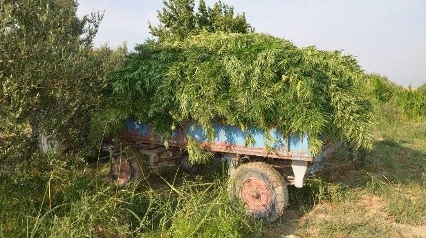 Jandarmadan Uyuşturucu Operasyonu