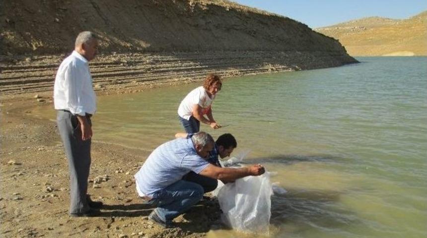 Karaman&rsquo;da G&ouml;letlere 40 Bin Yavru Sazan Bırakıldı