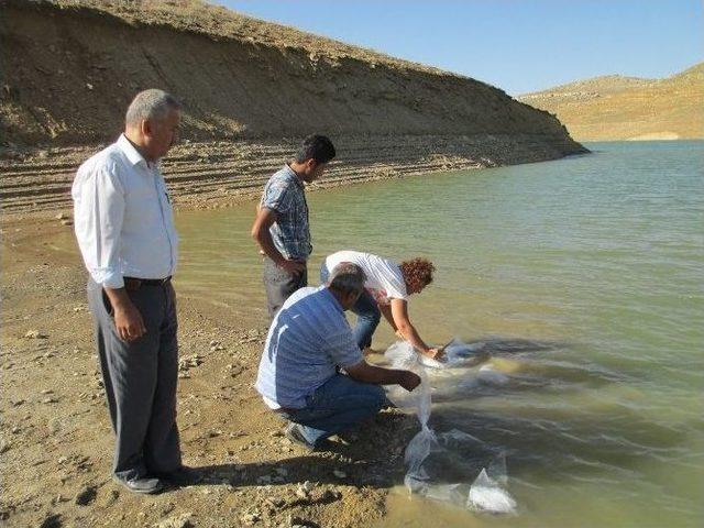 Karaman’da Göletlere 40 Bin Yavru Sazan Bırakıldı