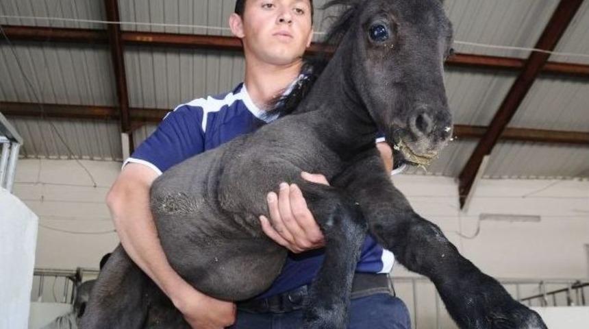 Dumlu &rsquo;da 9 Yeni Tay D&uuml;nyaya Geldi