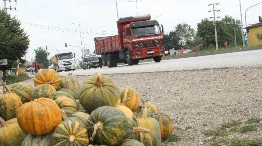 Düzce Kabağı D-100 Karayoluna Çıktı