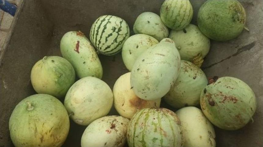 Kilis&rsquo;te Karpuz &Ccedil;ekirdeği Yetiştiriciliği