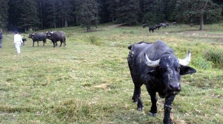 (&ouml;zel Haber) Manda Yoğurdu Cinsel G&uuml;c&uuml; Artırıyor