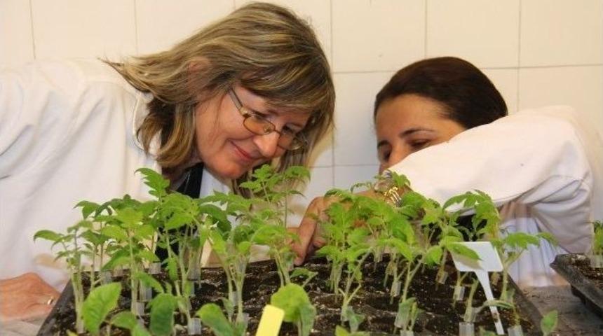 Bulgar Akademisyene Sebze Aşılama Eğitimi