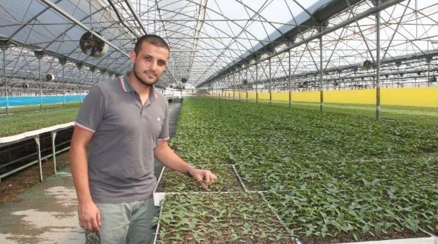 Kışlık Domates Fideleri Dikimlik Boya Ulaştı