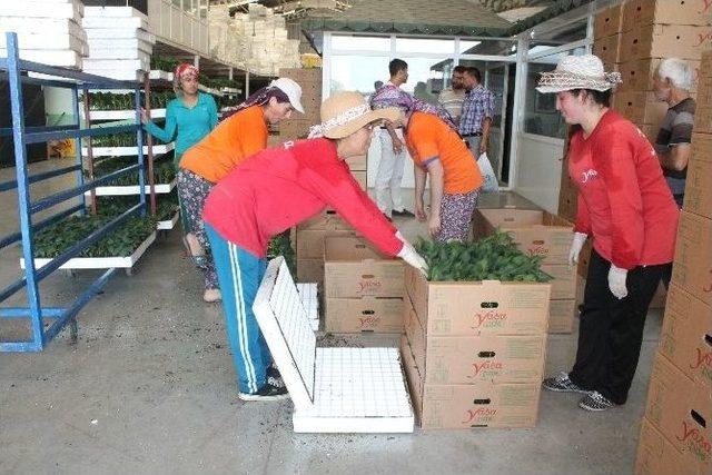 Kışlık Domates Fideleri Dikimlik Boya Ulaştı