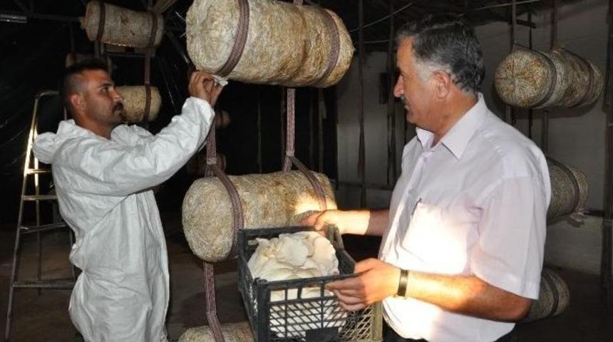 Yozgat&rsquo;ta İstiridye Mantarı &Uuml;retiliyor