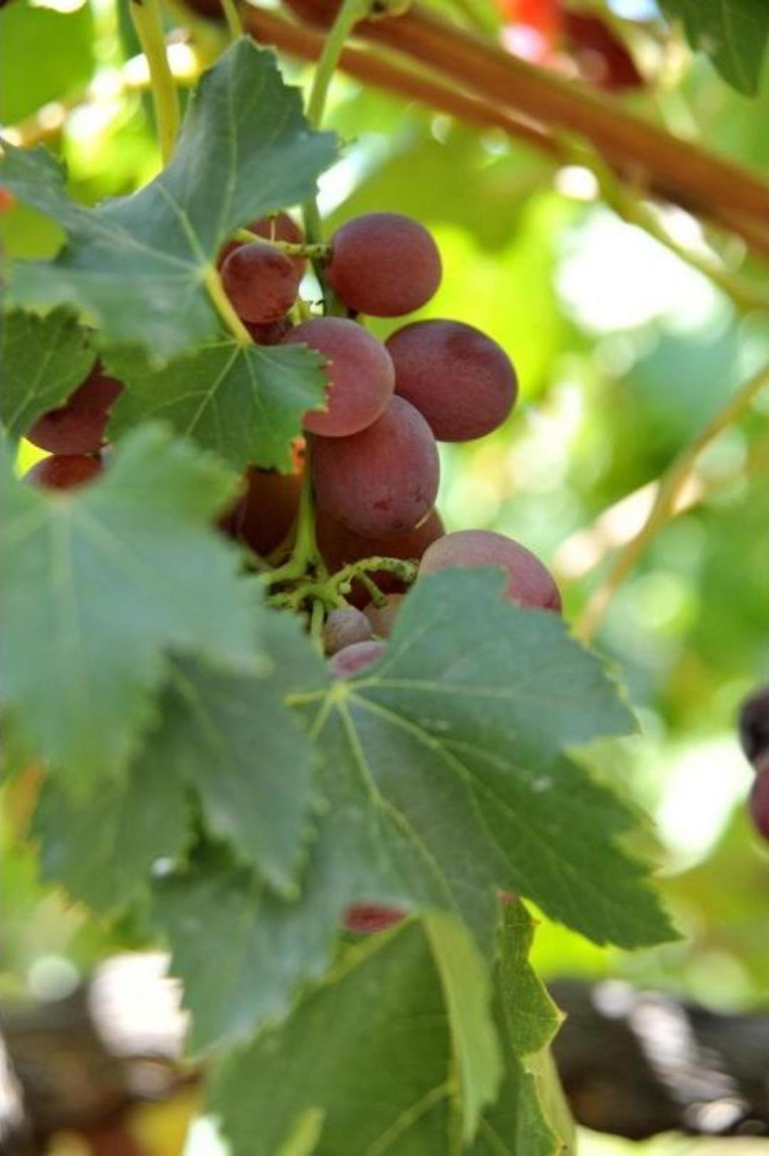 T&uuml;rk&uuml;lere Konu Olan "mor &Uuml;z&uuml;m" Artık Yok