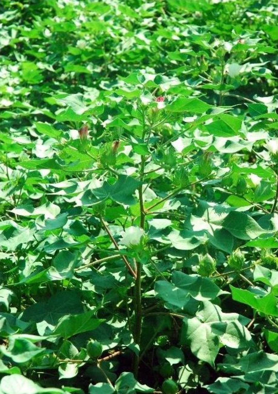 Pamukta İlk Hasat Manavgat&rsquo;tan Geldi