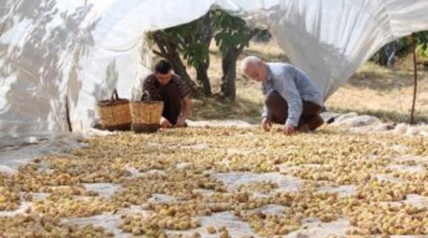 Aydınlı İncir &Uuml;reticisi Sezona Umutlu Girdi