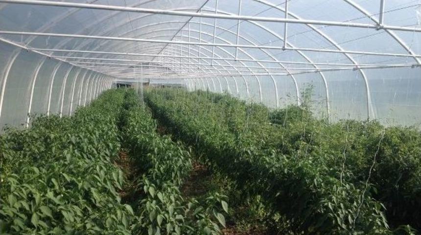 Kartepe Ekok&ouml;y&rsquo;de Organik Mahsuller Satışta