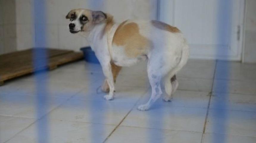 Trafik Canavarı Sokak Hayvanlarını Hedef Aldı