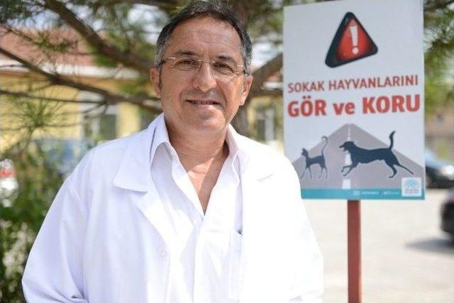 Trafik Canavarı Sokak Hayvanlarını Hedef Aldı