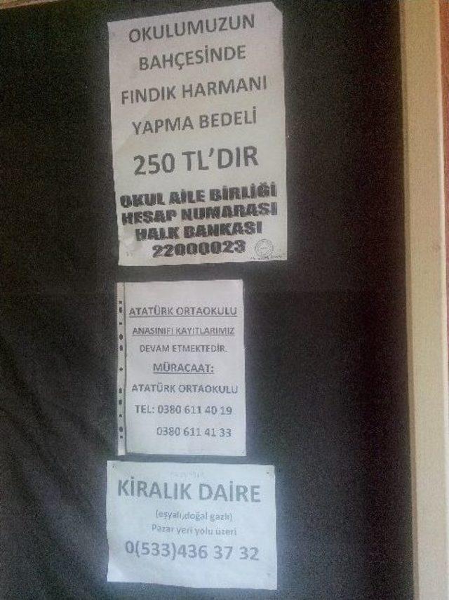 Okul Bahçeleri Fındık Harmanı Oldu