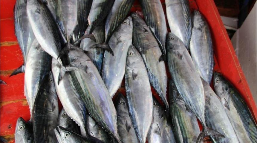 Karadeniz'de Palamut Bereketi