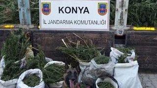 Jandarmadan Uyuşturucu Baskını