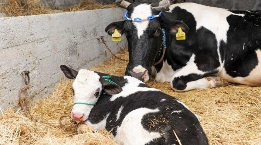 Altın K&ouml;y&rsquo;&uuml;n En Yeni Misafirleri