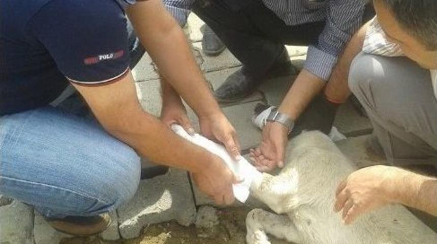 Hakkari&rsquo;de Aracın &Ccedil;arptığı K&ouml;pek Tedavi Edildi