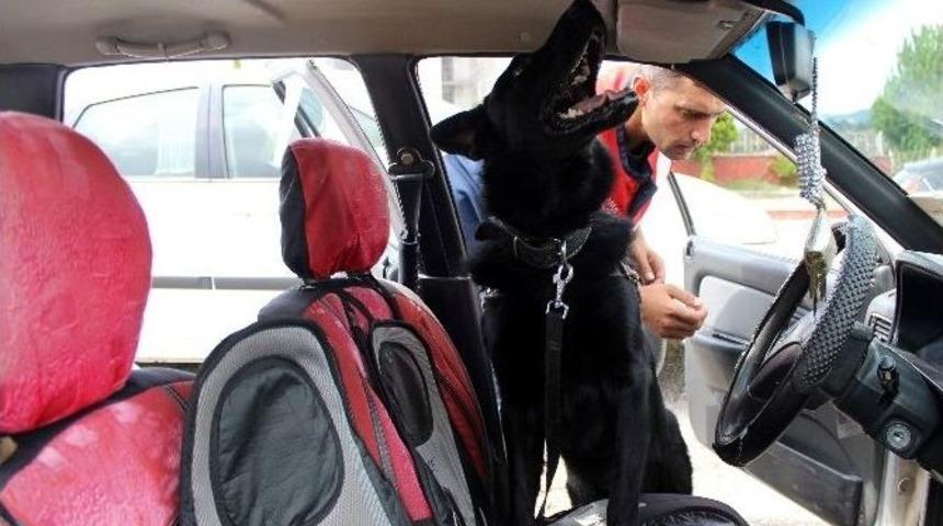 Yeni G&ouml;reve Başlayan Narkotik K&ouml;peği &lsquo;dalga&rsquo; Arama Yaptı