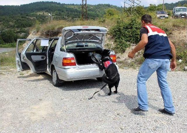 Yeni Göreve Başlayan Narkotik Köpeği ‘dalga’ Arama Yaptı