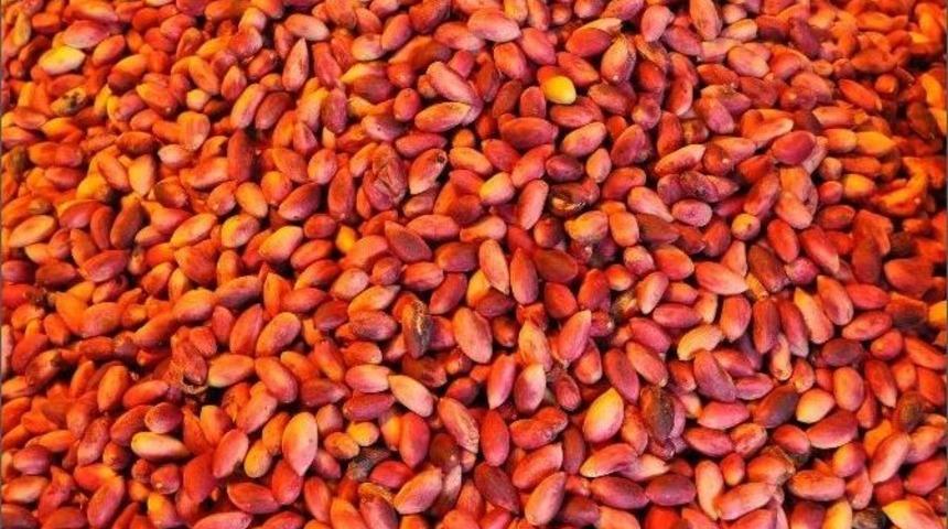 Ben Fıstığının Fiyatında Artış Yaşanıyor