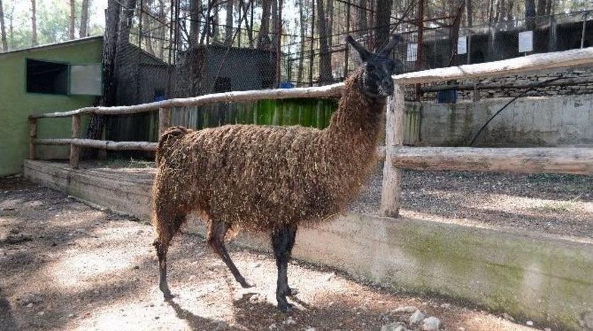 Hayvanat Bahçesinin Yeni Üyesi "burcu", İlgi Odağı Oldu