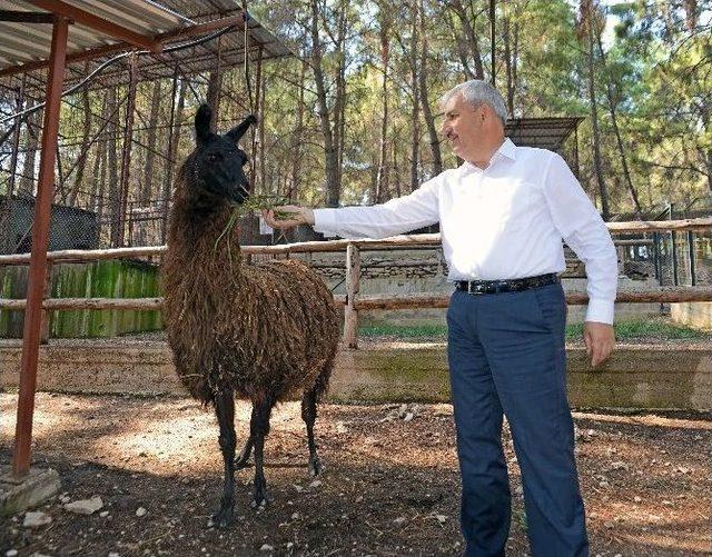 Hayvanat Bahçesinin Yeni Üyesi 