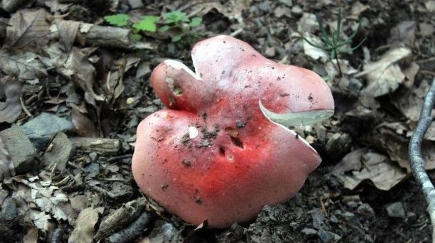 Bartın’da Mantar Bolluğu Yaşanıyor