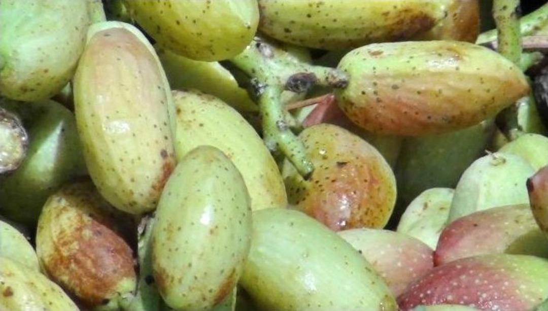 Simav&rsquo;ın Fıstığı Antep&rsquo;e Rakip Oldu