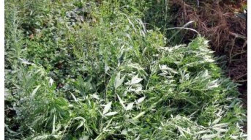 Bartın&rsquo;da Kenevir Ele Ge&ccedil;irildi