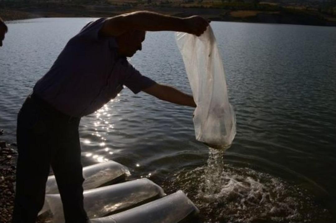 Gediz G&ouml;leti&rsquo;ne 40 Bin Aynalı Sazan Balığı Yavrusu Bırakıldı