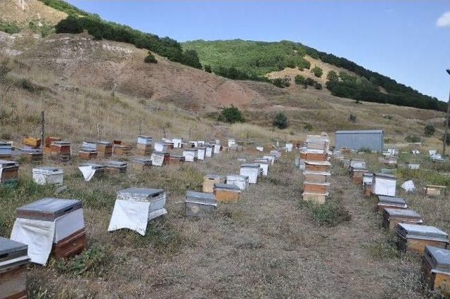 Tunceli’de Bal Sağım Zamanı