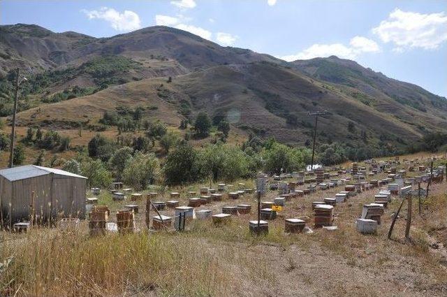 Tunceli’de Bal Sağım Zamanı