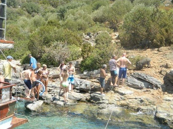(özel Haber) - Turistler Yaban Domuzlarını Elleriyle Besliyor G2
