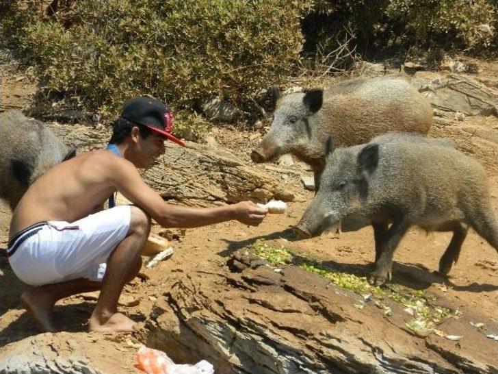 (özel Haber) - Turistler Yaban Domuzlarını Elleriyle Besliyor G3