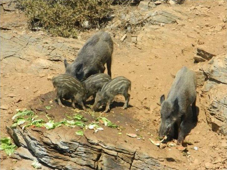 (özel Haber) - Turistler Yaban Domuzlarını Elleriyle Besliyor G4