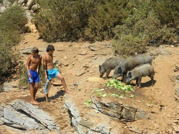 (özel Haber) - Turistler Yaban Domuzlarını Elleriyle Besliyor G5
