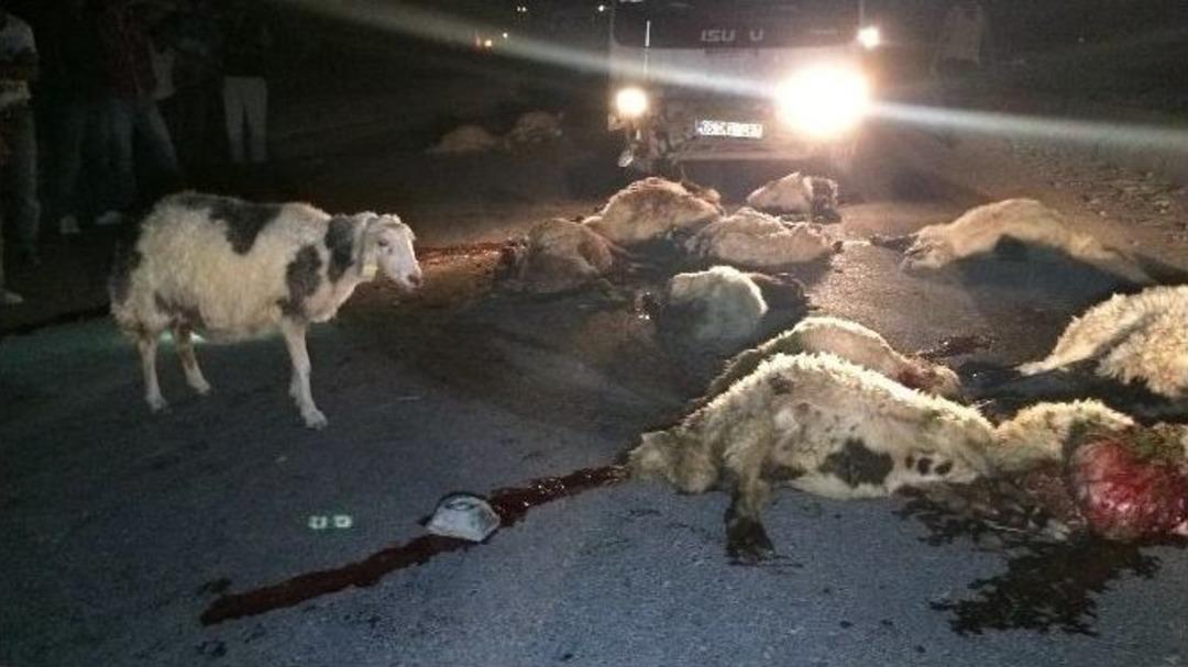 Kamyonet Koyun S&uuml;r&uuml;s&uuml;ne &Ccedil;arptı; 30 Koyun Telef Oldu